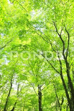 Greenery Stock Photos