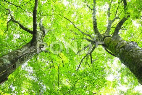 Greenery Stock Photos