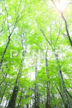 Greenery Stock Photos