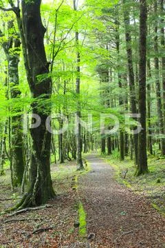 Greenery Stock Photos