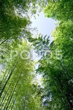 Greenery Stock Photos