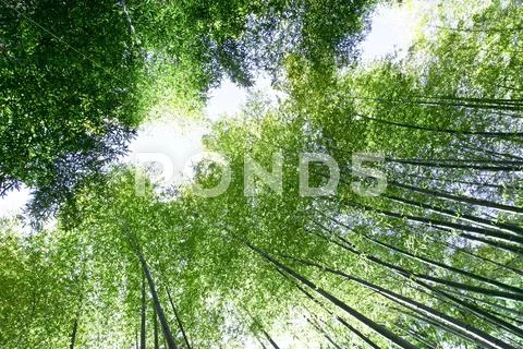 Greenery Stock Photos