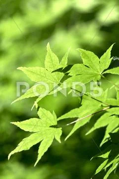 Greenery Stock Photos