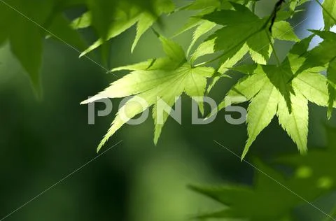 Greenery Stock Photos