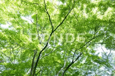 Greenery Stock Photos