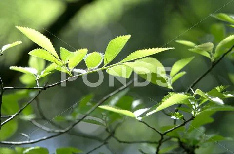 Greenery Stock Photos