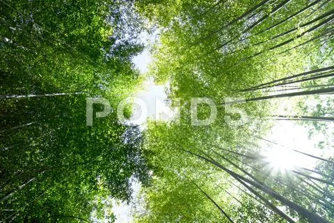 Greenery Stock Photos