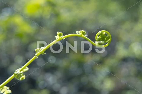 Greenery Stock Photos