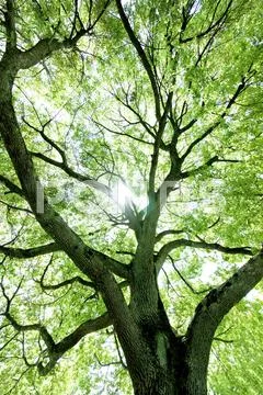 Greenery Stock Photos