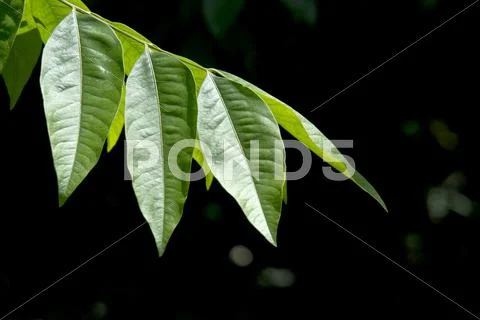 Greenery Stock Photos