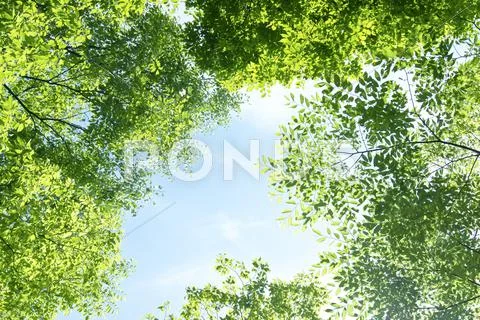 Greenery Stock Photos