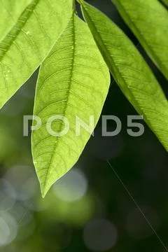 Greenery Stock Photos