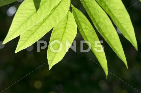 Greenery Stock Photos
