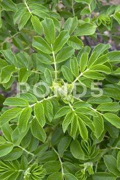 Greenery Stock Photos