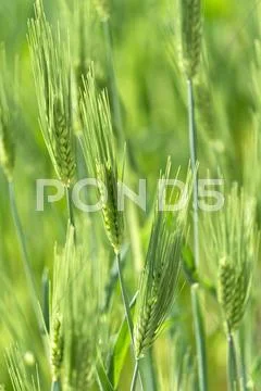 Greenery Stock Photos