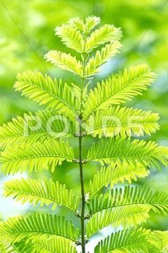 Greenery Stock Photos