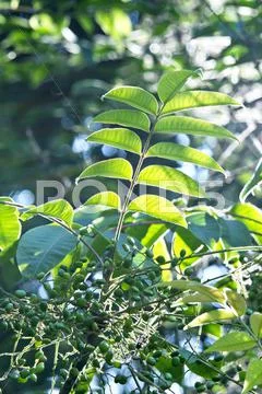Greenery Stock Photos