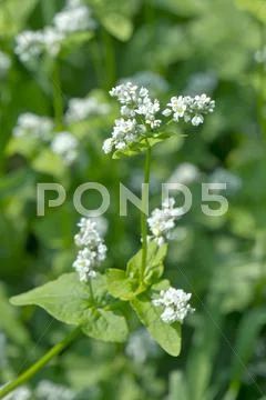 Greenery Stock Photos