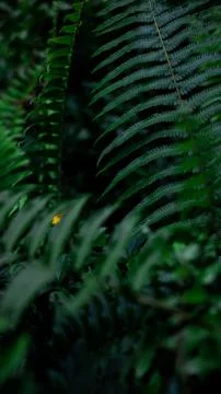 Greenery 库存照片