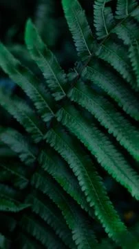 Greenery 库存照片