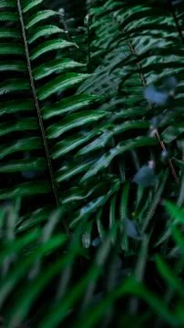 Greenery 库存照片