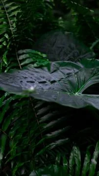 Greenery 库存照片