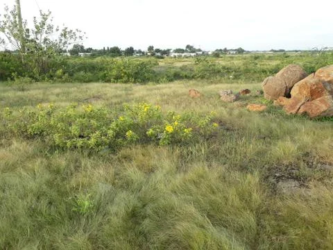 Greenery 스톡 사진