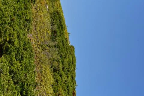 Greenery 스톡 사진