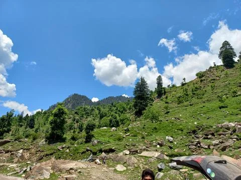 Greenery Stock Photos