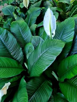 Greenery 스톡 사진