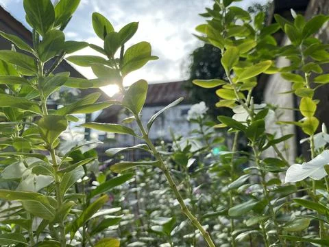 Greenery Stock-Fotos