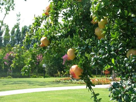 Greenery Stock Photos