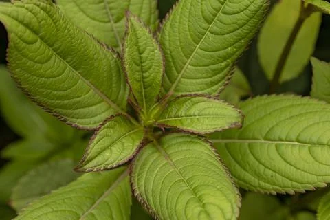 Greenery Stock Photos