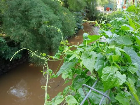 Greenery Stock Photos