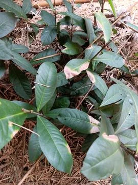 Greenery Stock Photos