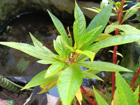 Greenery Stock Photos