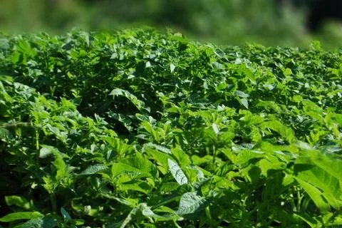 Greenery of potato Foto stock