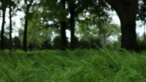 Greenery Rack Focus Stock Footage 11880627