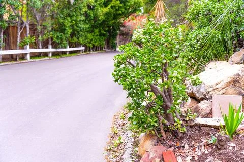 Greenery on the Roadside with a Money Tree in Focus Stock-Fotos