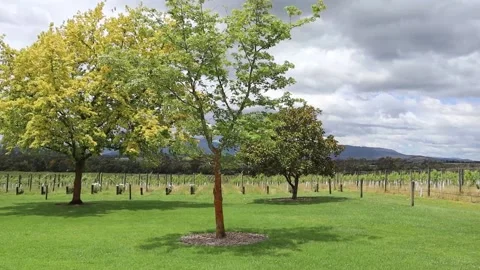 Greenery Scenery grass and trees sunny day at winery Stock Footage 228408313