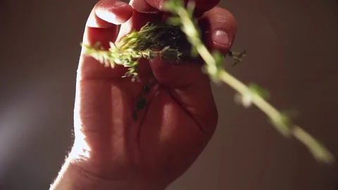 Greenery in slow motion Stock Footage 82584970