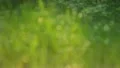 The greenery in the spring forest (grass) HD Footage