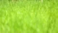 The greenery in the spring forest (grass) HD Footage