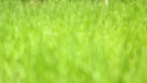 The greenery in the spring forest (grass) Stock Footage 10946233