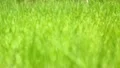 The greenery in the spring forest (grass) HD Footage