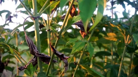 Greenery in Steady Wind Stockbeeldmateriaal 79082272