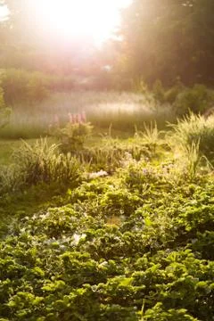 Greenery with sunlight Stock Photos