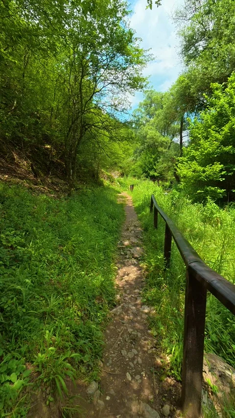 Greenery sways gently with forest breeze. Gradasnica River Canyon, Vertical Vídeo Stock 341965840