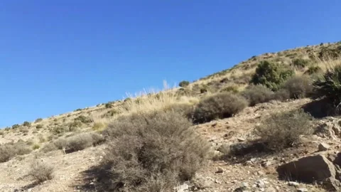 Greenery of Tlemcen Algeria Stock Footage 130358635