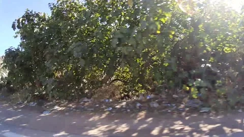 Greenery of Tlemcen Algeria Stock Footage 130361699